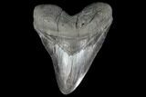 Fossil Megalodon Tooth - + Foot Prehistoric Shark #115785-1